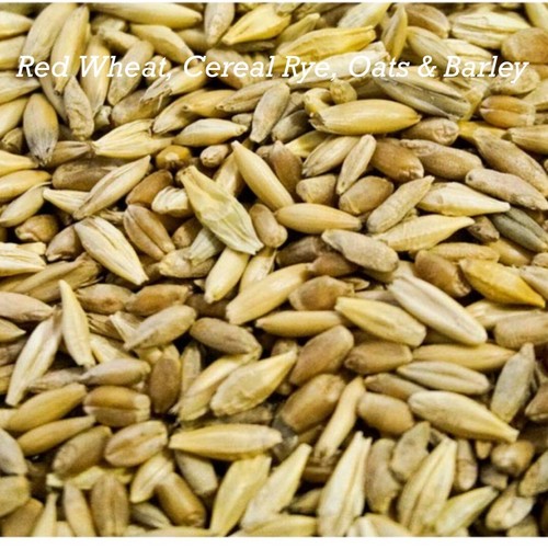Cat grass mix red - mix,