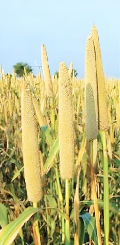 Hybrid pearl millet - hybrid,