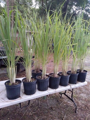 Lemongrass live plants - lemongrass, 12