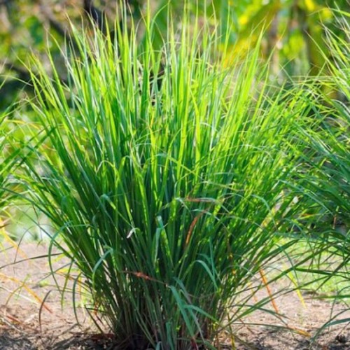 300 lemon grass - lemon,
