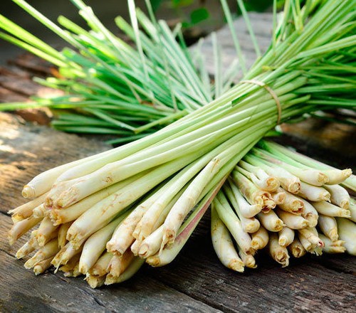 Lemongrass stalks plugs - stalks,