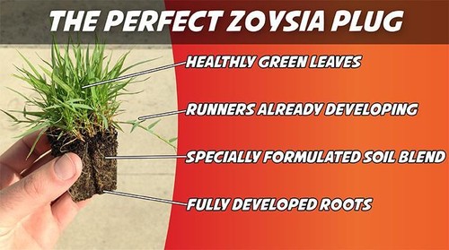 Zoysia grass plugs two - plugs, trays