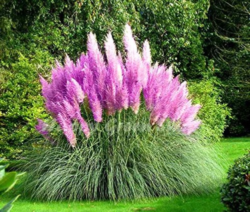 Purple pampas grass - purple,