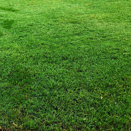 Bermuda grass coated unhulled - bermuda,