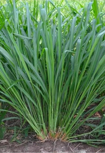 Hybrid makkhan grass seeds for - seeds,