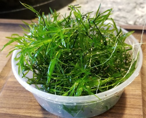 Cup guppy grass live - guppy,
