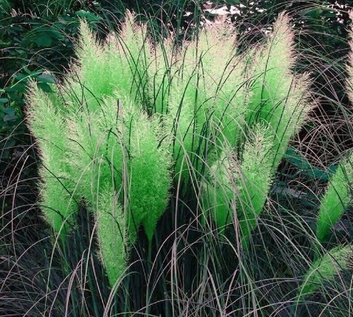 Seeds green pampas grass - green,