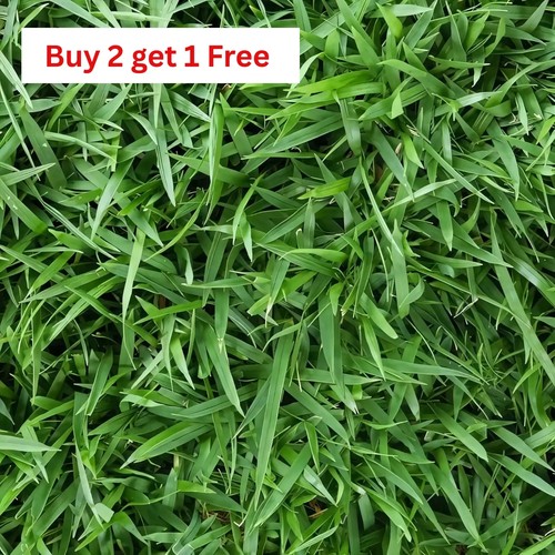 Zenith zoysia grass seed - zoysia,