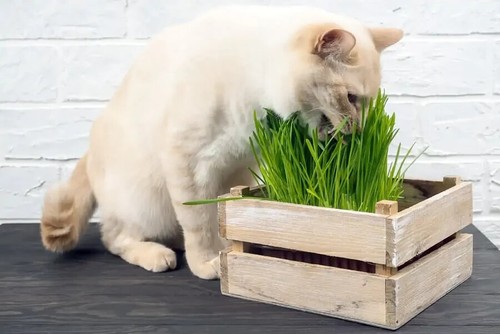Cat grass seeds choose rye - choose,